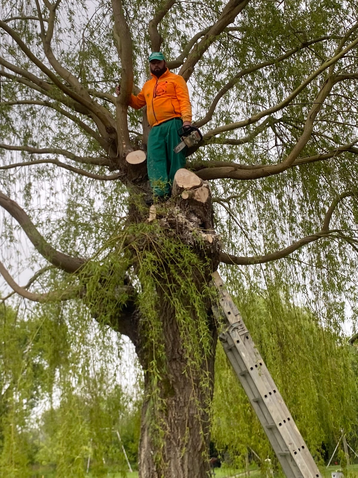 Élagueur RAS Élagage dans un saule pleureur après taille de sécurité